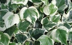 Variegated Algerian Ivy (Hedera Algeriensis 'Gloire De Marengo') - 6 Pack Of Pint Pots -Flowers World Shop 3554 ravensholst ivy