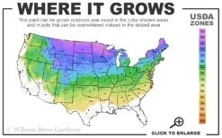 Incrediball Smooth Hydrangea - 3 Gallon Pot -Flowers World Shop 3a 8a