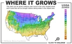 Limelight Prime Hydrangea - 2 Gallon Pot -Flowers World Shop 3a 8b 13