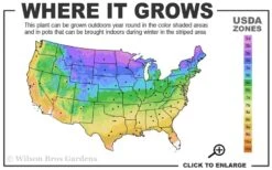 Little Lime Hydrangea - 1 Gallon Pot -Flowers World Shop 3a 9b 10