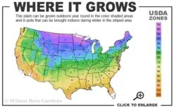 Hummingbird Summersweet Clethra - 3 Gallon Pot -Flowers World Shop 3b 9b