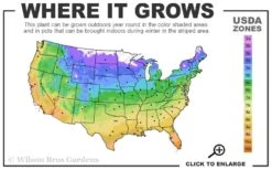 Coral Drift Groundcover Rose - 2 Gallon Pot -Flowers World Shop 4a 11 1