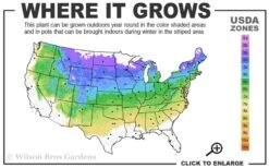 True Dwarf Hinoki Cypress (Chameacyparis Obtusa 'Nana') - 2 Gallon Pot -Flowers World Shop 4a 8a