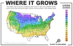 Whipcord Arborvitae (Thuja Plicata 'Whipcord') - 2 Gallon Pot -Flowers World Shop 4a 8b 16