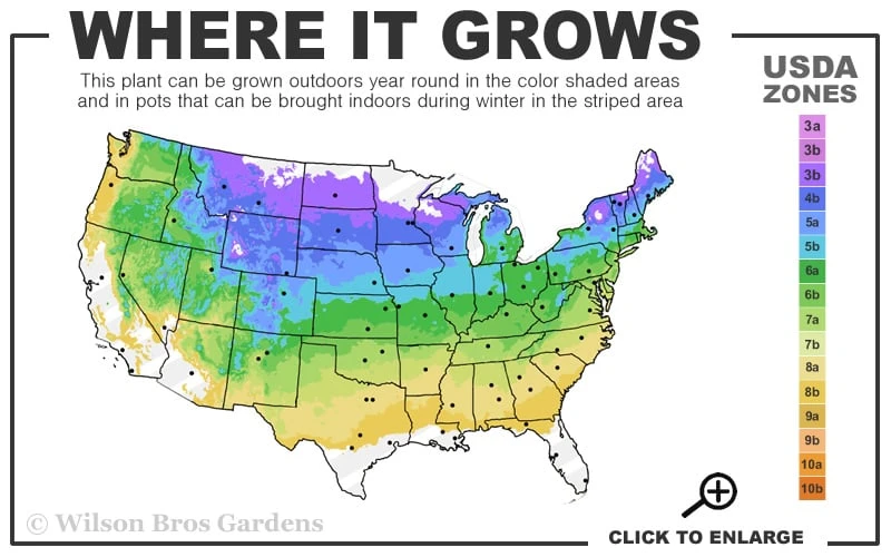 Marie's White Dwarf Hinoki Cypress - Chamaecyparis Obtusa 'Mariesii - 1 Gallon Pot 5 Marie's White Dwarf Hinoki Cypress - Chamaecyparis Obtusa 'Mariesii - 1 Gallon Pot - Image 3