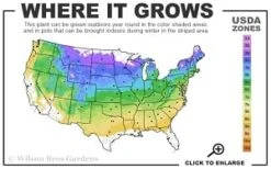 General Sikorski Clematis - 1 Gallon Pot -Flowers World Shop 4a 8b thumbnail 1