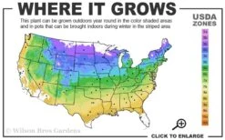 Pachysandra - Japanese Spurge - 18 Count Flat Of Pint Pots -Flowers World Shop 4a 9a