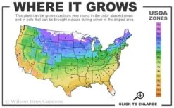 Temple Bells Japanese Iris (Iris Ensata) - 1 Gallon Pot -Flowers World Shop 4a 9b 39