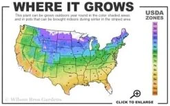 Adam's Courage Clematis - 1 Gallon Pot -Flowers World Shop 4a 9b thumbnail 3