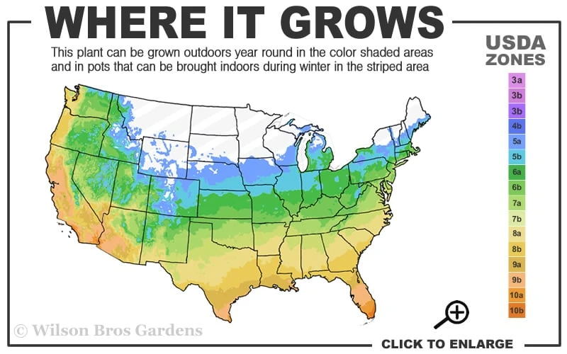 Tall Mondo Grass - 10 Count Flat Of Pint Pots 5 Tall Mondo Grass - 10 Count Flat Of Pint Pots - Image 3
