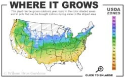 Chicago Luster Arrowwood Viburnum - 3 Gallon Pot 11 Chicago Luster Arrowwood Viburnum - 3 Gallon Pot -Flowers World Shop 5a 8b 35