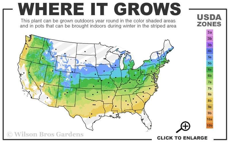 Chicago Luster Arrowwood Viburnum - 3 Gallon Pot 5 Chicago Luster Arrowwood Viburnum - 3 Gallon Pot - Image 3