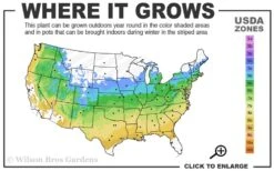 Variegated Dappled Willow Bush - Salix Integra 'Hakuro Nishiki' - 2 Gallon Pot -Flowers World Shop 5a 9a 1