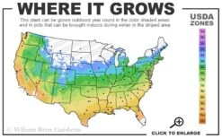 Solar Glow Sunbow Azalea - 2 Gallon Pot 8 Solar Glow Sunbow Azalea - 2 Gallon Pot -Flowers World Shop 5a 9b 88