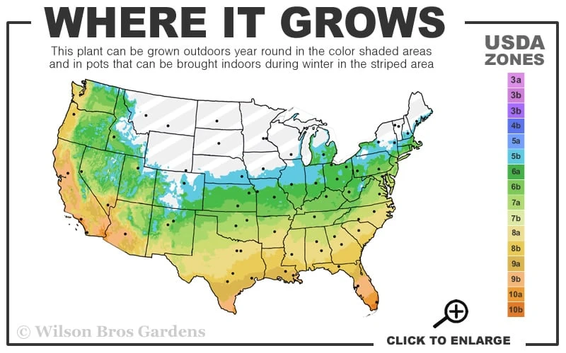 Silver Dragon Liriope - Lilyturf - 6 Pack Of Pint Pots 5 Silver Dragon Liriope - Lilyturf - 6 Pack Of Pint Pots - Image 3