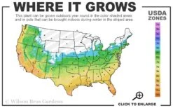 Black Mondo Grass (Ophiopogon Planiscapus 'Nigrescens') - 5 Pack Of Quart Pots -Flowers World Shop 5b 11 8