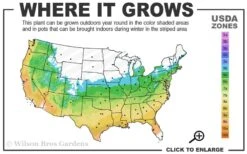 Graham Blandy Columnar Boxwood - 2 Gallon Pot -Flowers World Shop 5b 9b 3