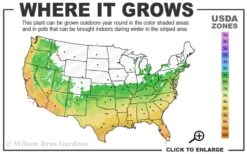 Snow Flurry Hardy Gardenia - 1 Gallon Pot -Flowers World Shop 6a 10a 4