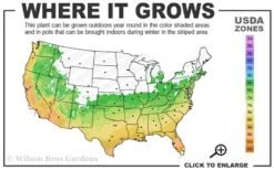 Double Feature Red Crape Myrtle - 3 Gallon Pot -Flowers World Shop 6a 10a 6