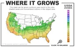 Safari Adventure Pineapple Lily (Eucomis) - 1 Gallon Pot -Flowers World Shop 6a 10b 10