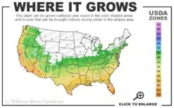 Harbor Belle Dwarf Nandina - 3 Gallon Pot 10 Harbor Belle Dwarf Nandina - 3 Gallon Pot -Flowers World Shop 6a 11 10