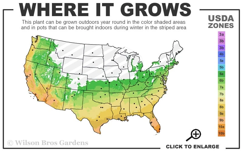 Variegated Liriope (Monkey Grass / Lilyturf) - 1 Gallon Pot 5 Variegated Liriope (Monkey Grass / Lilyturf) - 1 Gallon Pot - Image 3
