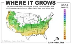 Dwarf Variegated Boxwood - 6 Pack Of 1 Gallon Pots -Flowers World Shop 6a 8b 13