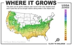 Gwenda Azalea (Robin Hill Hybrid) - 6 Pack Of 1 Gallon Pots -Flowers World Shop 6a 9a 1