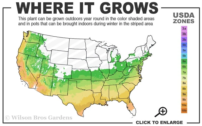 Horstmann Dwarf Blue Atlas Cedar - 3 Gallon Pot 5 Horstmann Dwarf Blue Atlas Cedar - 3 Gallon Pot - Image 3