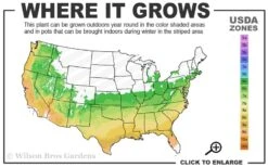 Gumpo Pink Dwarf Azalea - 1 Gallon Pot 8 Gumpo Pink Dwarf Azalea - 1 Gallon Pot -Flowers World Shop 6a 9b 62