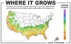 Wheeler's Cold Hardy Fragrant Tea Olive (Osmanthus) - 3 Gallon Pot -Flowers World Shop 6b 10b 1