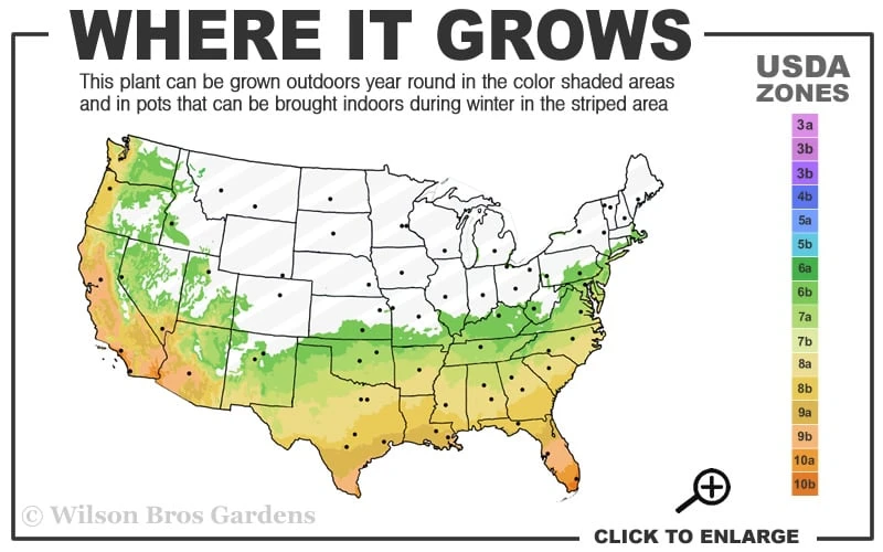 Fortune's Cold Hardy Tea Olive (Fragrant Osmanthus) - 3 Gallon Pot 5 Fortune's Cold Hardy Tea Olive (Fragrant Osmanthus) - 3 Gallon Pot - Image 3