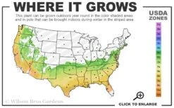 Lavender Twist Bloom 'N Again Azalea - 2 Gallon Pot 7 Lavender Twist Bloom 'N Again Azalea - 2 Gallon Pot -Flowers World Shop 6b 9b 19