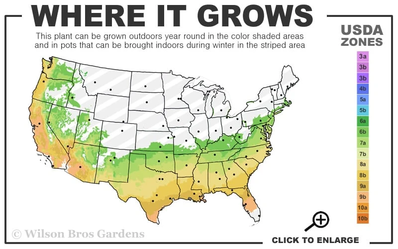 Muskogee Lavender Crape Myrtle - 1 Gallon Pot 5 Muskogee Lavender Crape Myrtle - 1 Gallon Pot - Image 3