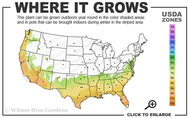 Pink Snow Camellia Sasanqua - 7 Gallon Pot (3-4') 5 Pink Snow Camellia Sasanqua - 7 Gallon Pot (3-4') - Image 3