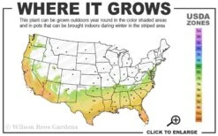 Pink Snow Camellia Sasanqua - 3 Gallon Pot -Flowers World Shop 7a 10a