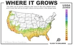 Little Moon Ligustrum - 6 Pack Of 1 Gallon Pots -Flowers World Shop 7a 10b 105