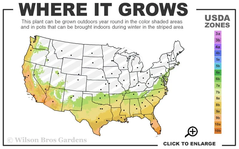 Goldcrest Monterey Lemon Cypress - 1 Gallon Pot 5 Goldcrest Monterey Lemon Cypress - 1 Gallon Pot - Image 3