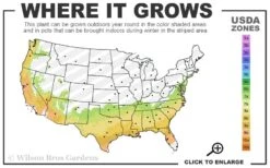 Shibori-Egao Camellia - 3 Gallon Pot -Flowers World Shop 7a 9b 138