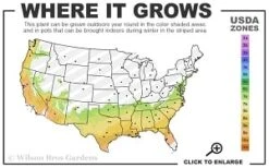 Moonlit Lace Viburnum - 3 Gallon Pot -Flowers World Shop 7a 9b thumbnail