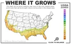 Mardi Gras Southern Indica Azalea - 1 Gallon Pot -Flowers World Shop 7b 10b 15