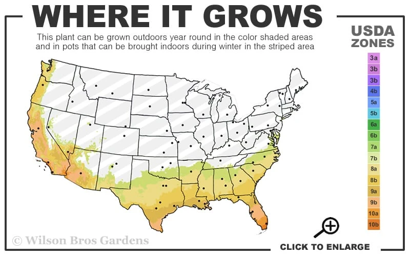 Lilacina Southern Indica Azalea - 3 Gallon Pot 5 Lilacina Southern Indica Azalea - 3 Gallon Pot - Image 3