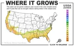 Center Stage Red Black Leaf Crape Myrtle -2 Gallon Pot -Flowers World Shop 7b 9b 2