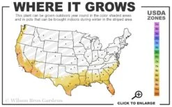 August Beauty Gardenia - 6 Pack Of 1 Gallon Pots 10 August Beauty Gardenia - 6 Pack Of 1 Gallon Pots -Flowers World Shop 8a 11 10