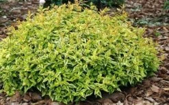 Kaleidoscope Dwarf Abelia - 3 Gallon Pot -Flowers World Shop Abelia Kaleidoscope Mid Spring Color 51