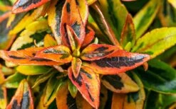 Kaleidoscope Dwarf Abelia - 3 Gallon Pot -Flowers World Shop Abelia Kaleidoscope Winter Color 51