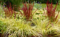 Golden Sweet Flag - Acorus Gramineus 'Ogon' - 8 Pack Of 1 Gallon Pots -Flowers World Shop Acorus Ogon 103 1