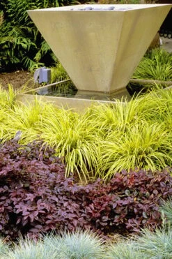 Golden Sweet Flag - Acorus Gramineus 'Ogon' - 8 Pack Of 1 Gallon Pots -Flowers World Shop Acorus Ogon 104 1