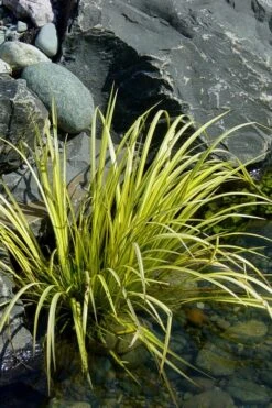 Golden Sweet Flag - Acorus Gramineus 'Ogon' - 1 Gallon Pot -Flowers World Shop Acorus Ogon 105