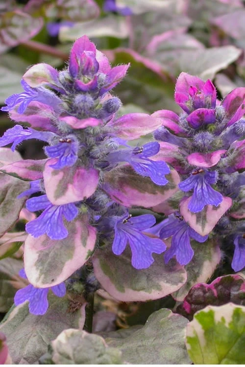 Burgundy Glow Ajuga - Bugleweed - 5-Pack Of 4" Pint Pots 3 Burgundy Glow Ajuga - Bugleweed - 5-Pack Of 4" Pint Pots